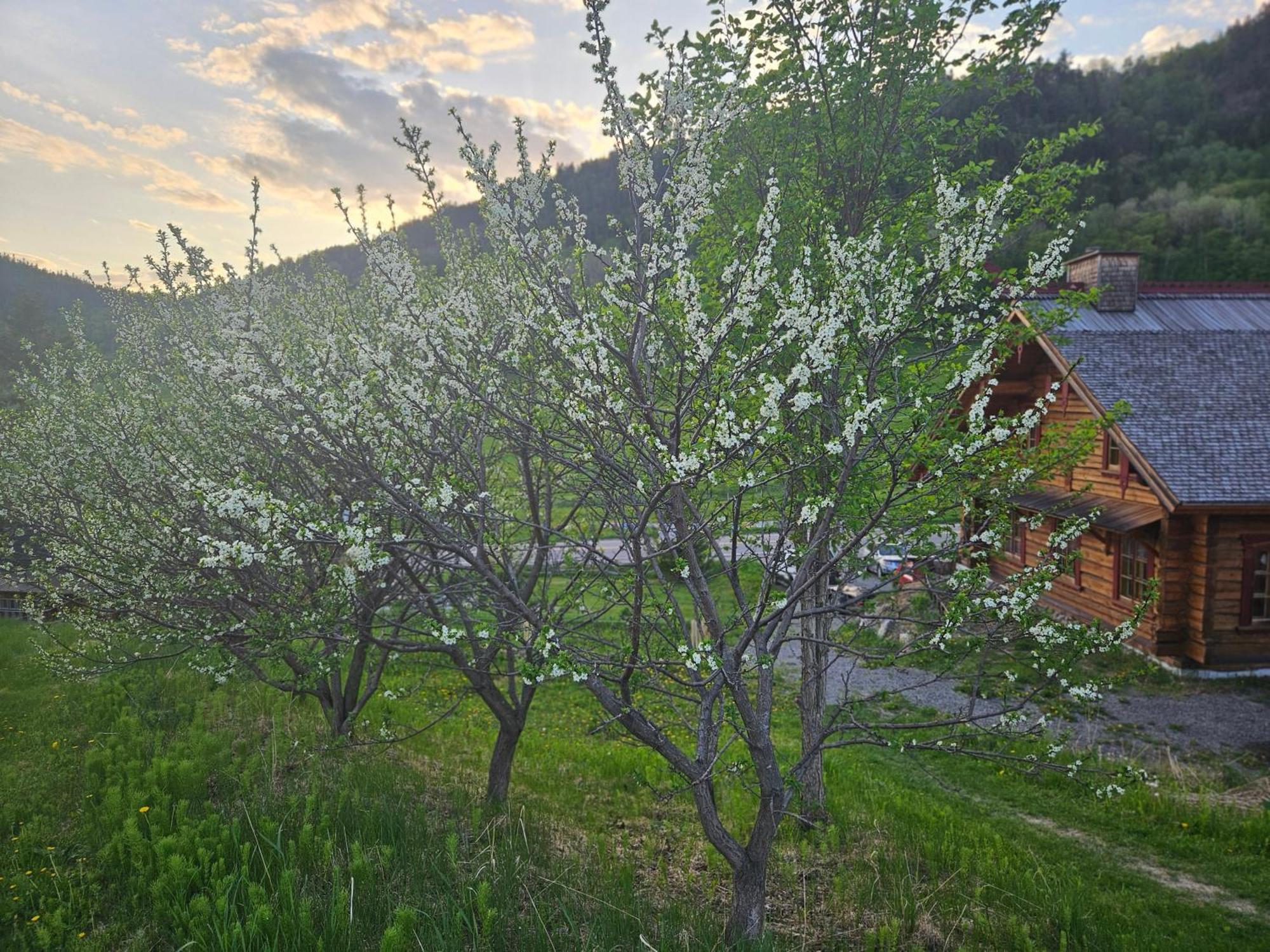 Le Repaire Viking Bed and Breakfast Sainte-Rose-du-Nord Exteriör bild